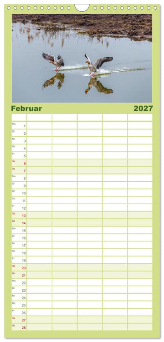 Graugänse in heimischer Umgebung (CALVENDO Familienplaner 2027)