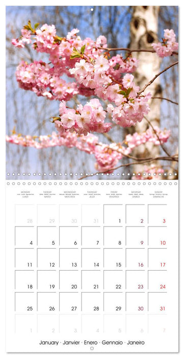 Time of Cherry Blossom (CALVENDO Monthly Calendar 2027)