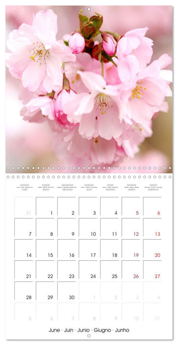 Time of Cherry Blossom (CALVENDO Monthly Calendar 2027)