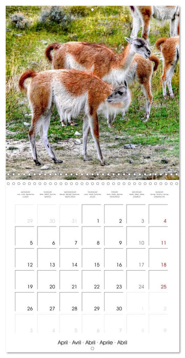 Patagonia National Parks (CALVENDO Monthly Calendar 2027)