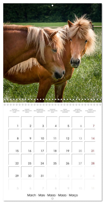 Charming Icelandic Horses (CALVENDO Monthly Calendar 2027)