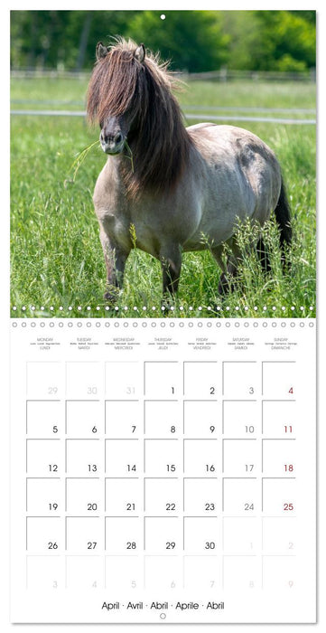 Charming Icelandic Horses (CALVENDO Monthly Calendar 2027)