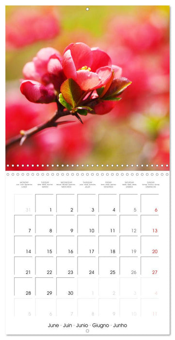 Arbres et arbustes la floraison (CALVENDO Calendrier mensuel 2027)