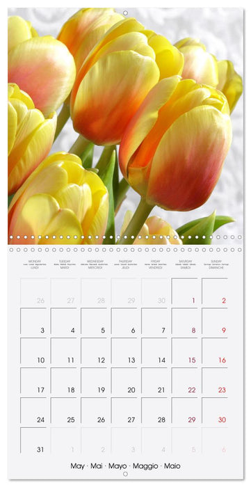 Tulipes élégantes (CALVENDO Calendrier mensuel 2027)