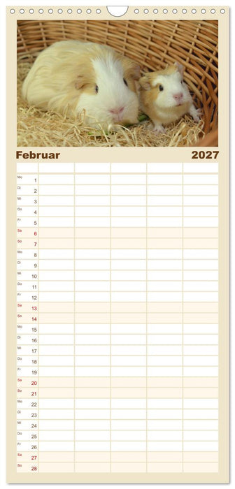 Familienplaner BABY Meerschweinchen Traumhaft süß (CALVENDO Familienplaner 2027)