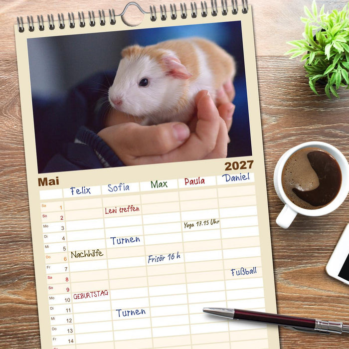 Familienplaner BABY Meerschweinchen Traumhaft süß (CALVENDO Familienplaner 2027)