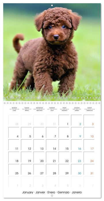 Portraits de petits chiens (CALVENDO Calendrier mensuel 2027)