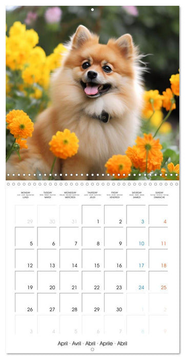 Portraits de petits chiens (CALVENDO Calendrier mensuel 2027)