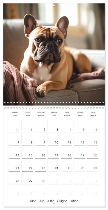 Portraits de petits chiens (CALVENDO Calendrier mensuel 2027)