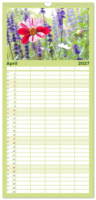 Traumhafte Dahlien (CALVENDO Familienplaner 2027)