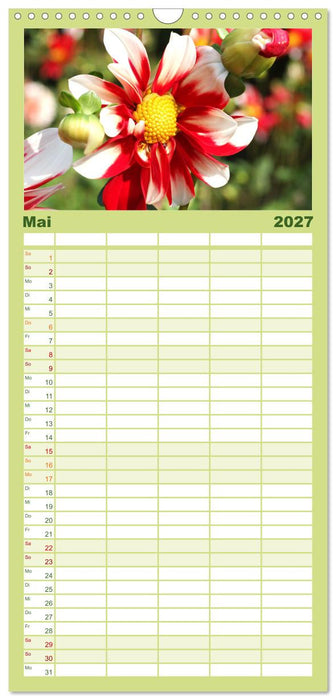 Traumhafte Dahlien (CALVENDO Familienplaner 2027)