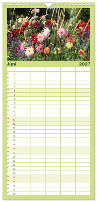 Traumhafte Dahlien (CALVENDO Familienplaner 2027)