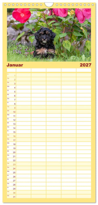 Maltipoo Welpen (CALVENDO Familienplaner 2027)