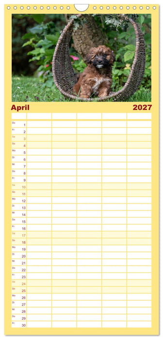 Maltipoo Welpen (CALVENDO Familienplaner 2027)