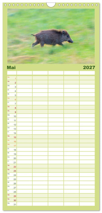 Wildschweine – Wildlife Fotografien (CALVENDO Familienplaner 2027)