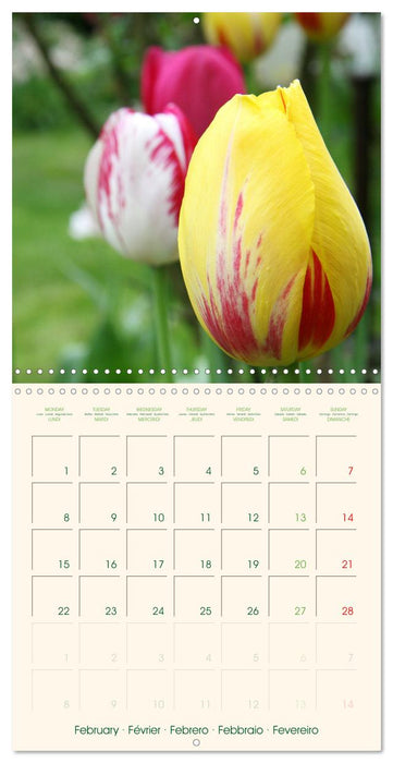 Tulipes charmantes et fraîches (CALVENDO Calendrier mensuel 2027)