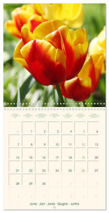 Tulipes charmantes et fraîches (CALVENDO Calendrier mensuel 2027)