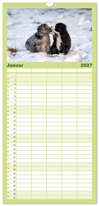 Aussie Welpen 2027 (CALVENDO Familienplaner 2027)