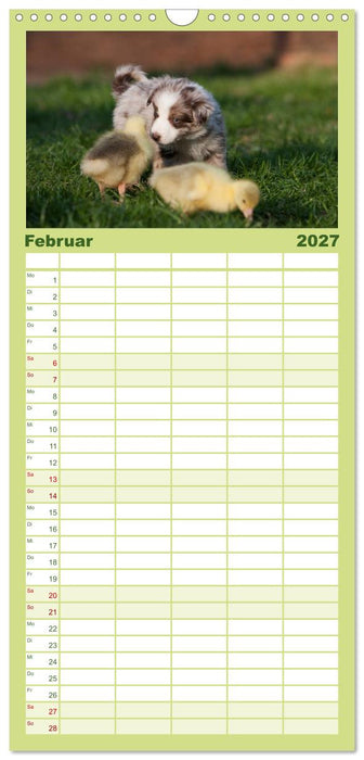 Aussie Welpen 2027 (CALVENDO Familienplaner 2027)