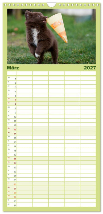 Aussie Welpen 2027 (CALVENDO Familienplaner 2027)