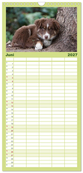 Aussie Welpen 2027 (CALVENDO Familienplaner 2027)