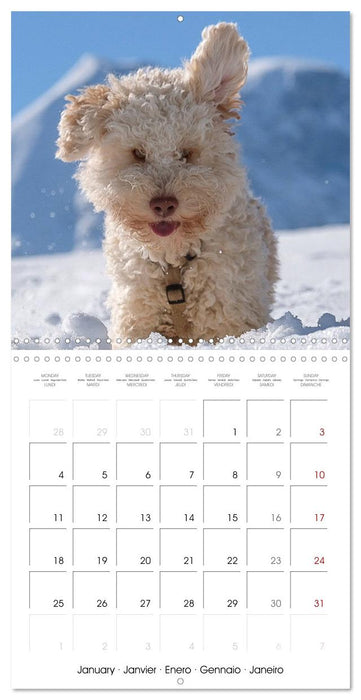 Lagotto Romagnolo Cute Little Teddy Bears (CALVENDO Monthly Calendar 2027)