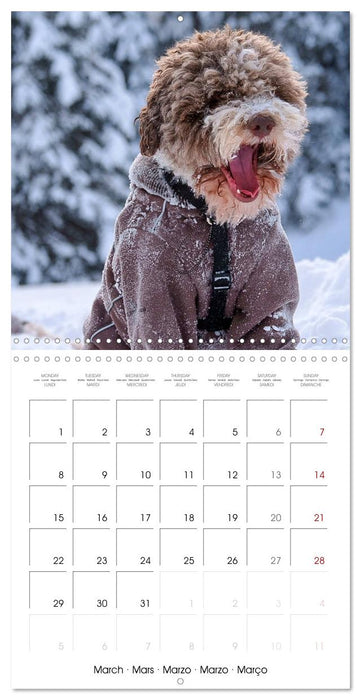 Lagotto Romagnolo Cute Little Teddy Bears (CALVENDO Monthly Calendar 2027)