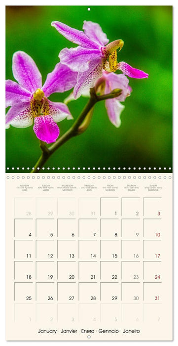 Phalaenopsis, la reine des Orchidées (CALVENDO Calendrier mensuel 2027)