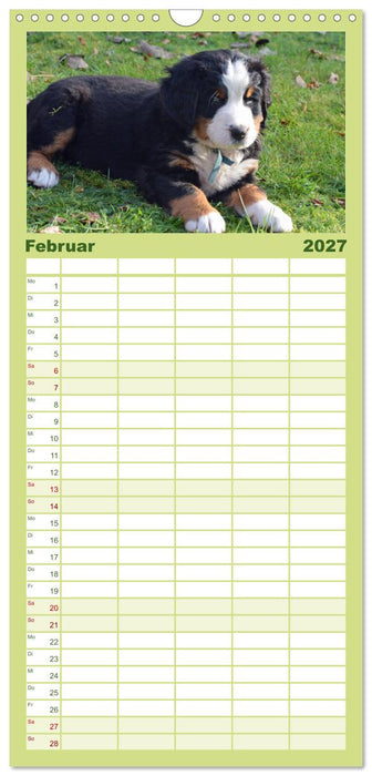 Rasselbande mit 40 Pfoten (CALVENDO Familienplaner 2027)