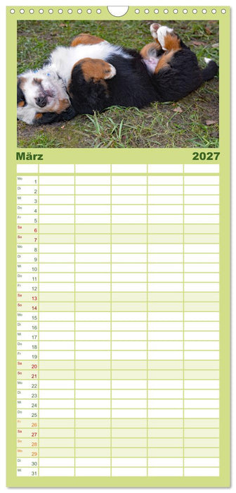 Rasselbande mit 40 Pfoten (CALVENDO Familienplaner 2027)