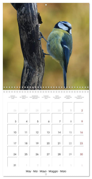Mésange bleue en Gâtinais (CALVENDO Calendrier mensuel 2027)