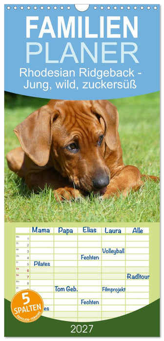 Rhodesian Ridgeback - Jung, wild, zuckersüß (CALVENDO Familienplaner 2027)