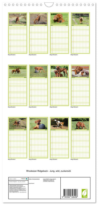 Rhodesian Ridgeback - Jung, wild, zuckersüß (CALVENDO Familienplaner 2027)