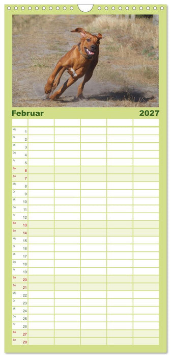 Rhodesian Ridgeback - Jung, wild, zuckersüß (CALVENDO Familienplaner 2027)