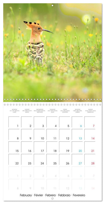 Au gré des plumes (CALVENDO Calendrier mensuel 2027)