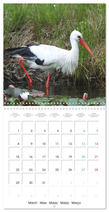 Au gré des plumes (CALVENDO Calendrier mensuel 2027)