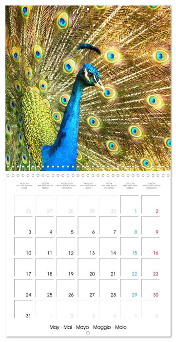 Au gré des plumes (CALVENDO Calendrier mensuel 2027)