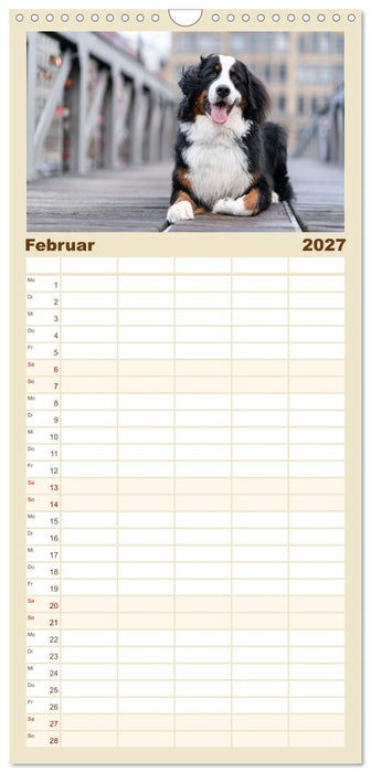 Hunde in der City - Unterwegs in Hamburg (CALVENDO Familienplaner 2027)