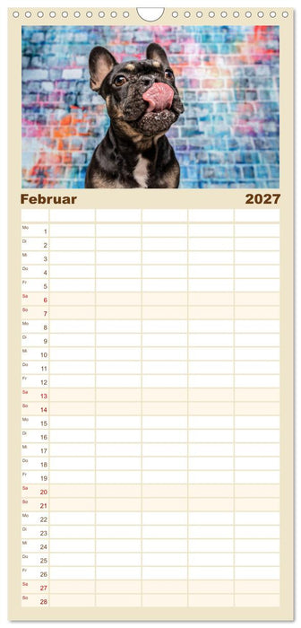 Cool Dogs - Hunde-Spaß im Studio (CALVENDO Familienplaner 2027)