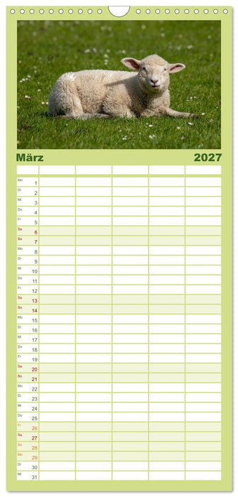 Deichschafe - Hüter der Deiche in Nordfriesland (CALVENDO Familienplaner 2027)