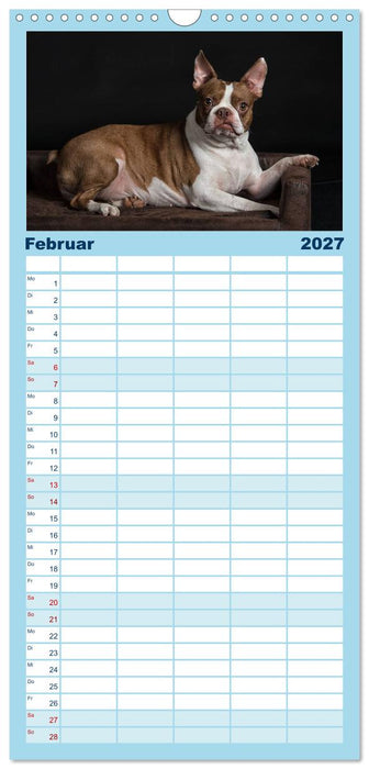 Colored Boston Terrier 2027 (CALVENDO Familienplaner 2027)