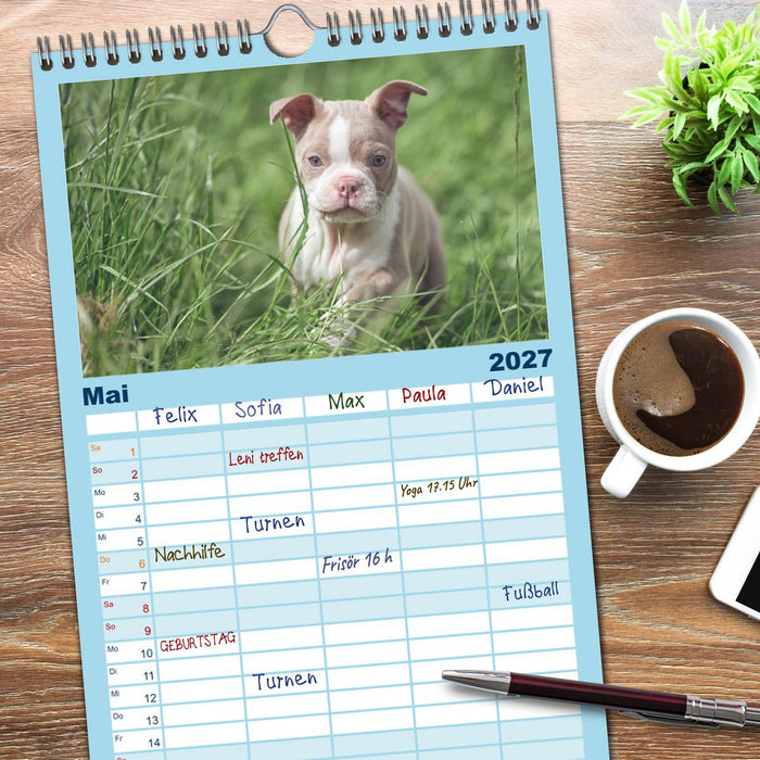 Colored Boston Terrier 2027 (CALVENDO Familienplaner 2027)