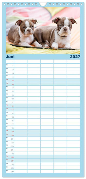 Colored Boston Terrier 2027 (CALVENDO Familienplaner 2027)