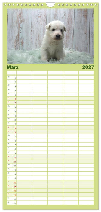 Weiße Schäferhunde - Welpenzeit (CALVENDO Familienplaner 2027)