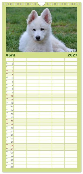 Weiße Schäferhunde - Welpenzeit (CALVENDO Familienplaner 2027)