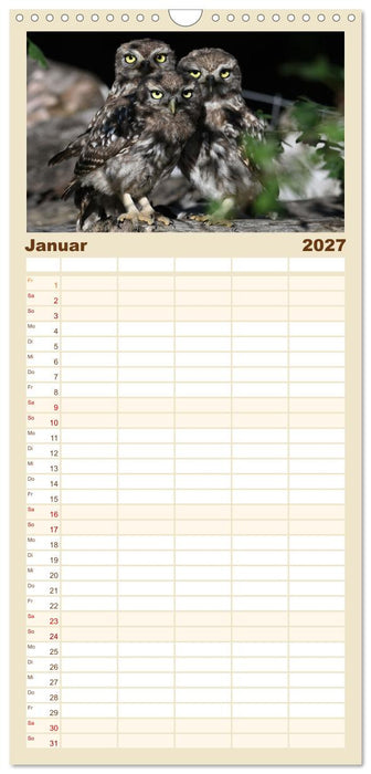 Faszination Steinkauz (CALVENDO Familienplaner 2027)
