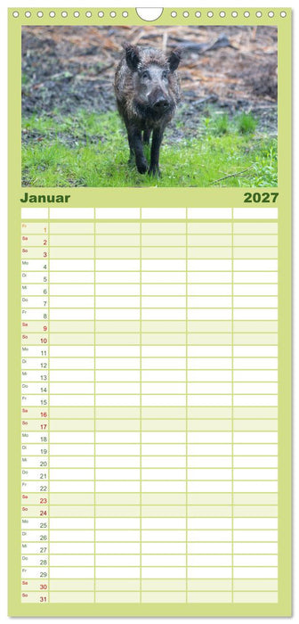 Heimische Tiere - Wildschweine (CALVENDO Familienplaner 2027)
