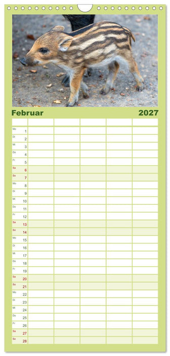 Heimische Tiere - Wildschweine (CALVENDO Familienplaner 2027)