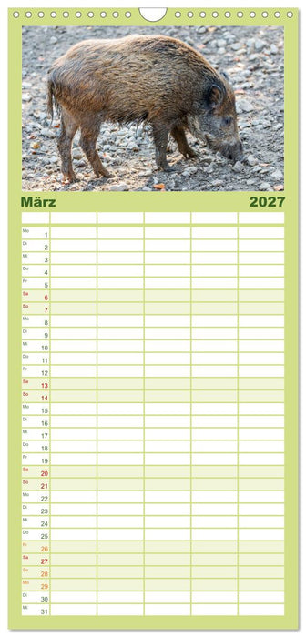 Heimische Tiere - Wildschweine (CALVENDO Familienplaner 2027)