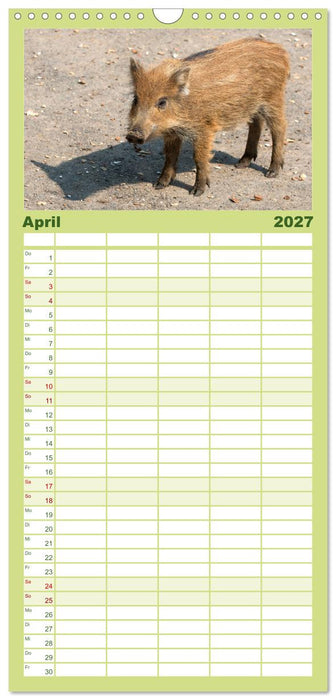 Heimische Tiere - Wildschweine (CALVENDO Familienplaner 2027)